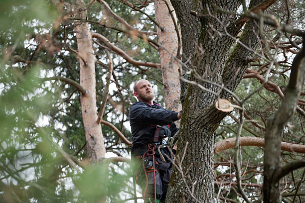 Trusted Rock Springs, WY Tree Removal Services Experts